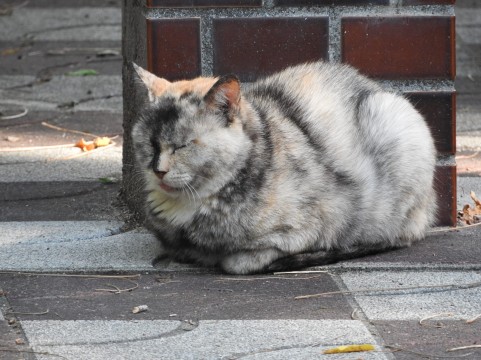 ねこ