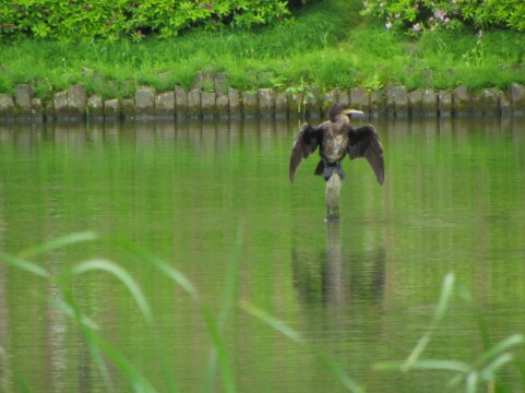 鵜です