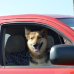 運転席に犬が乗った車