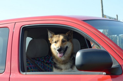 運転席に犬が乗った車