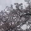 綺麗な桜を撮ってみた