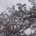 綺麗な桜を撮ってみた