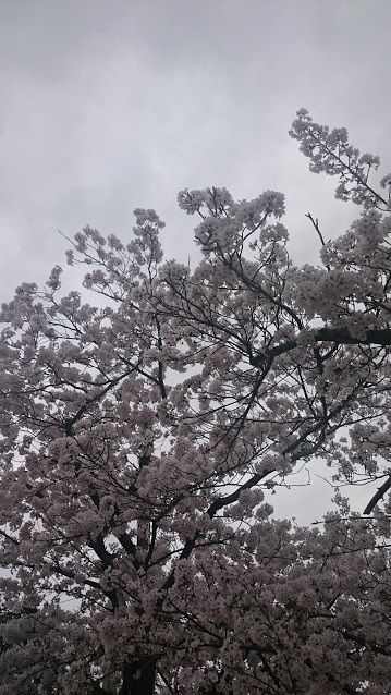 綺麗な桜を撮ってみた